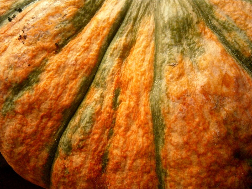 Vegetable autumn nature