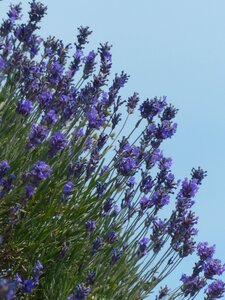 Purple wild plant wildblue