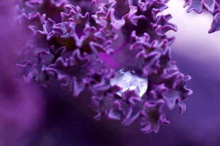 Leaf liquid nature photo