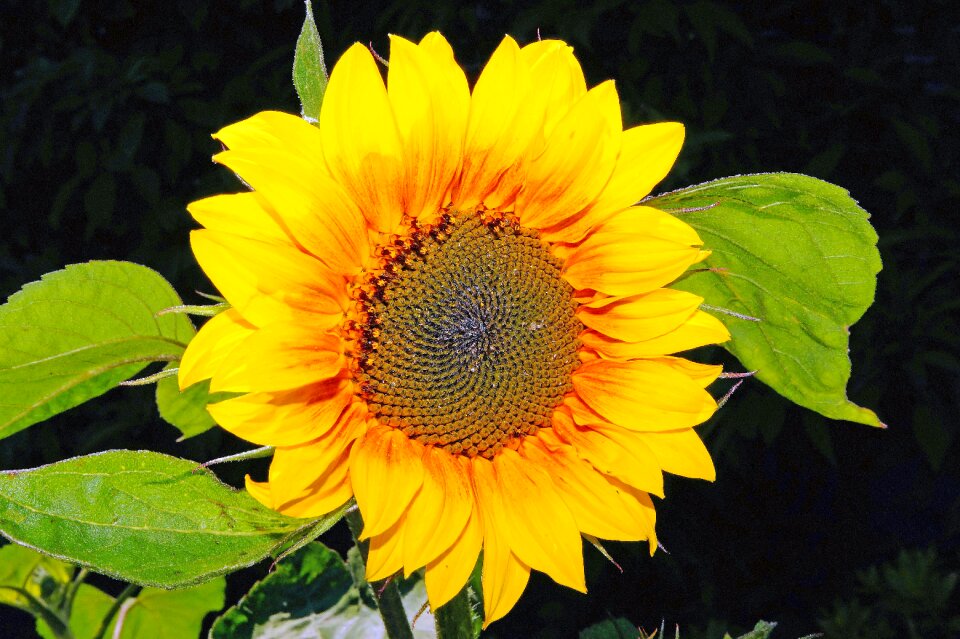 Yellow bright garden