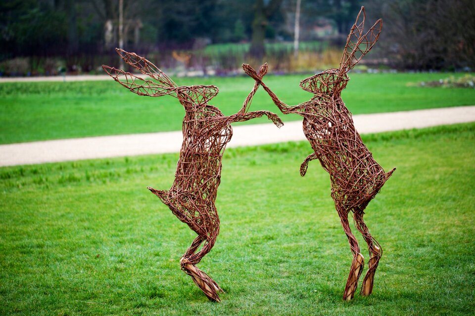 Hare fight rabbit