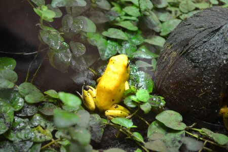 Golden dart frog yellow poison frog golden poison arrow frog photo