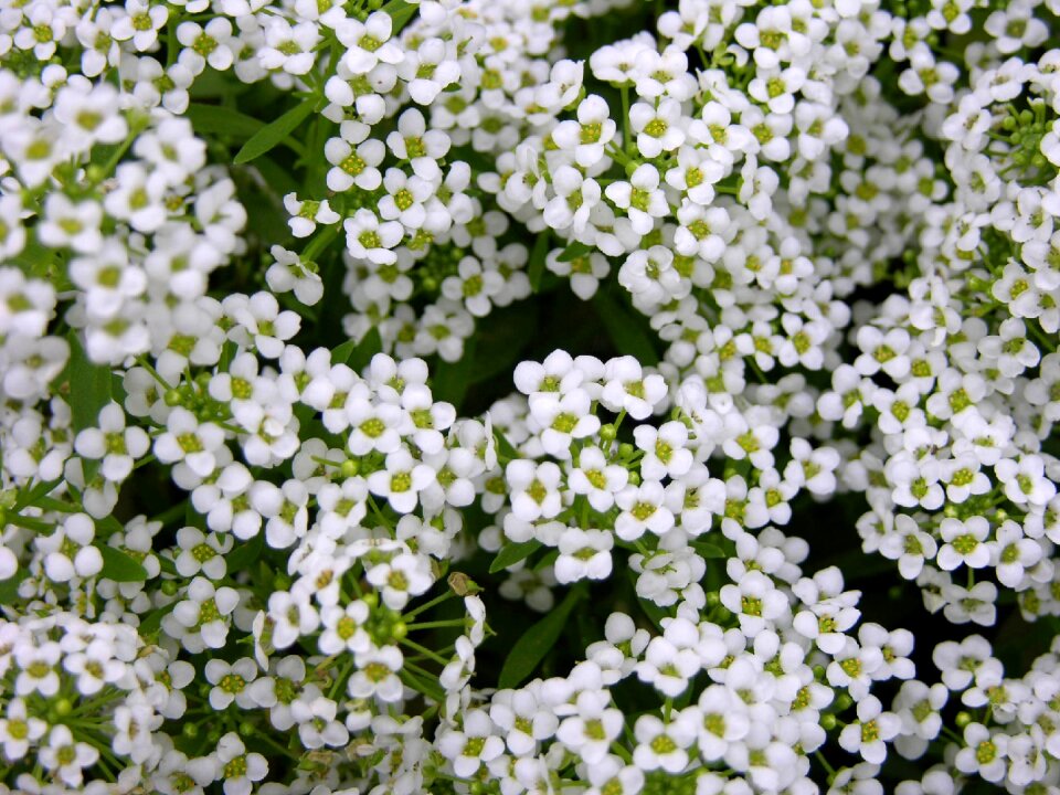 Spring nature beautiful