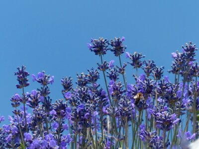 Purple wild plant wildblue photo