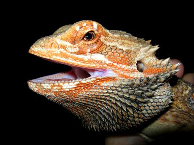 Reptile lizard portrait photo