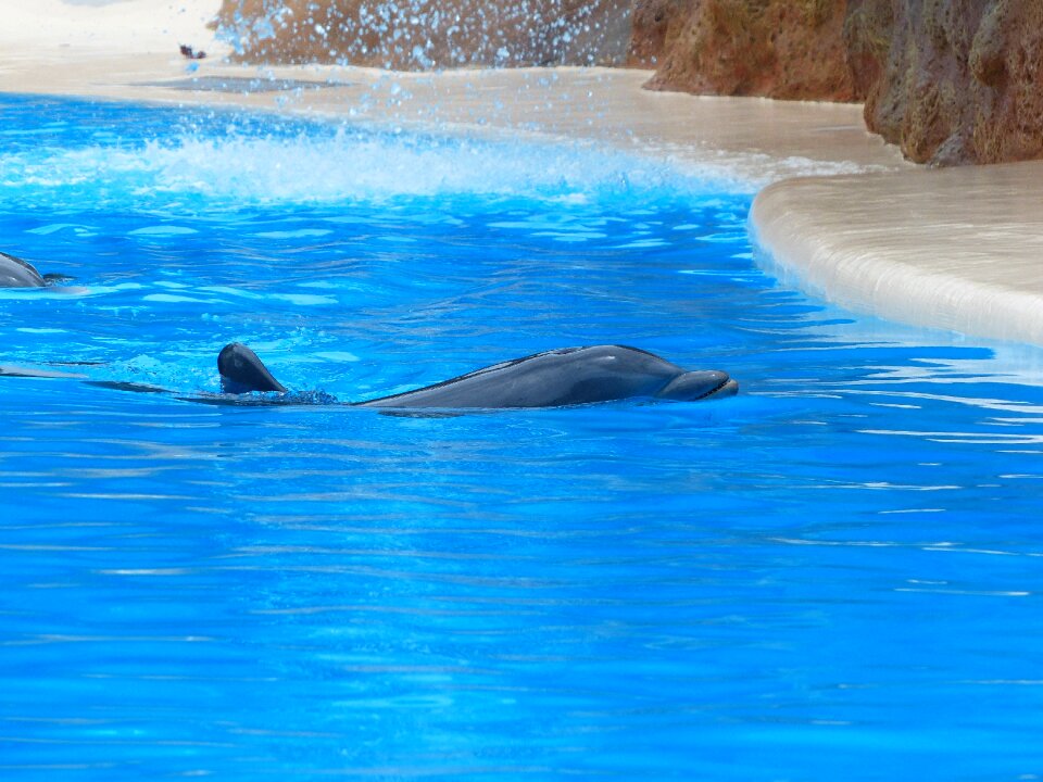 Dolphin rest tursiops truncatus