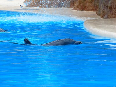 Dolphin rest tursiops truncatus
