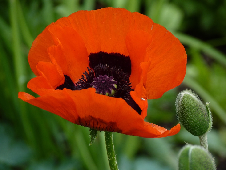 Poppy red flower