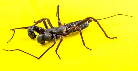 Uropygi insect close up
