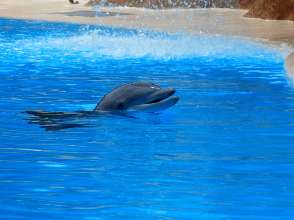 Tursiops truncatus animals meeresbewohner