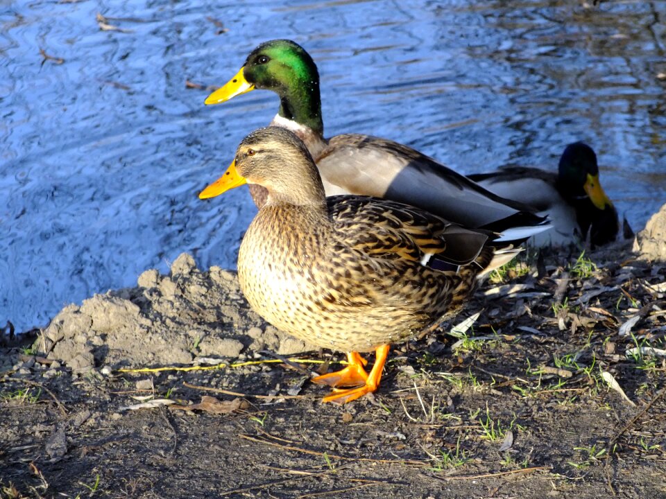 Duck mallard duck bird