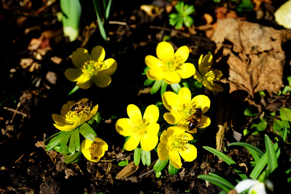 Bloom yellow eranthis hyemalis