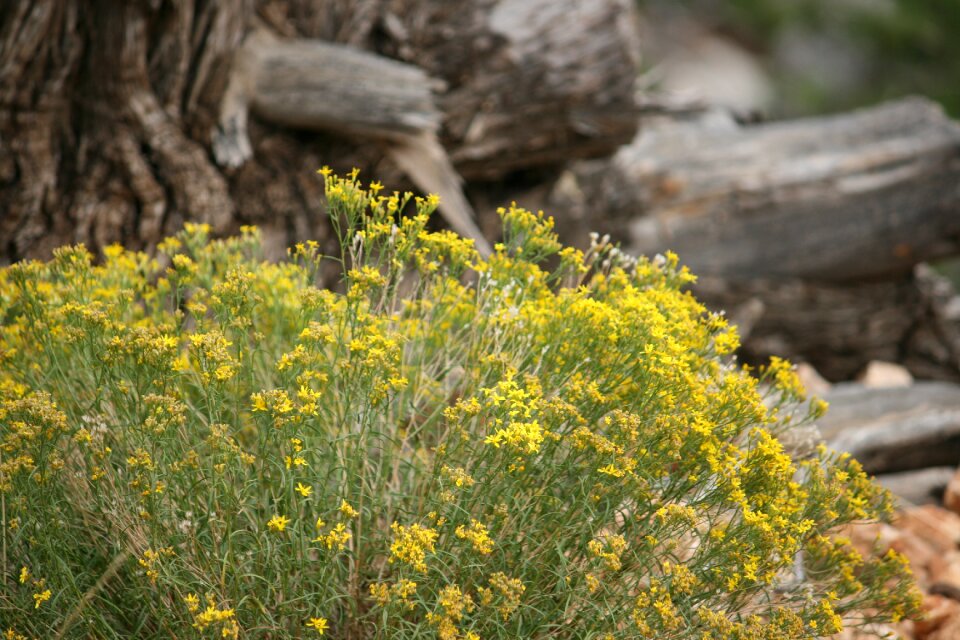 Sand bush leaf