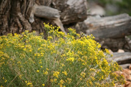 Sand bush leaf