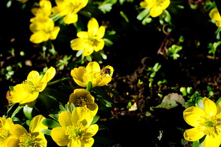 Bloom yellow eranthis hyemalis