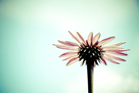 Flower spring romantic