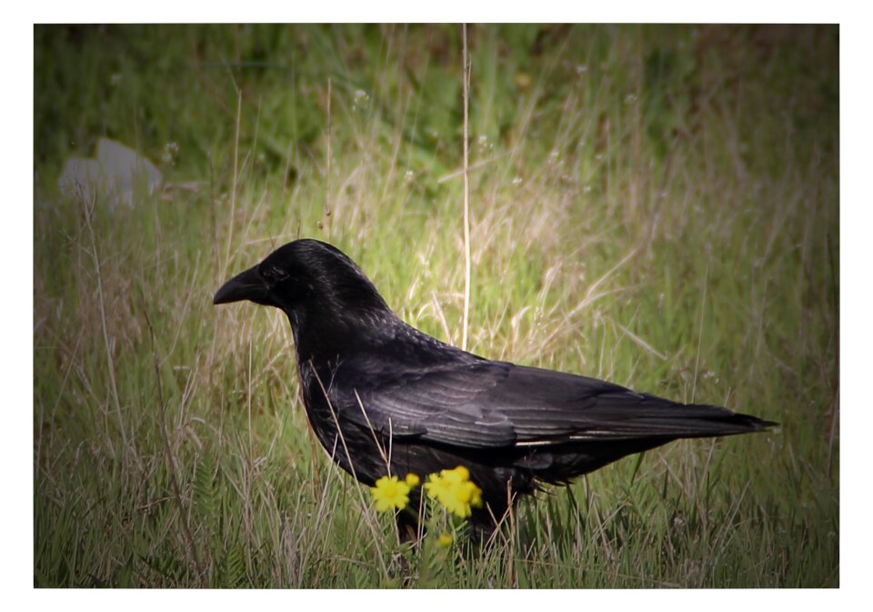 Bird corvidae animal