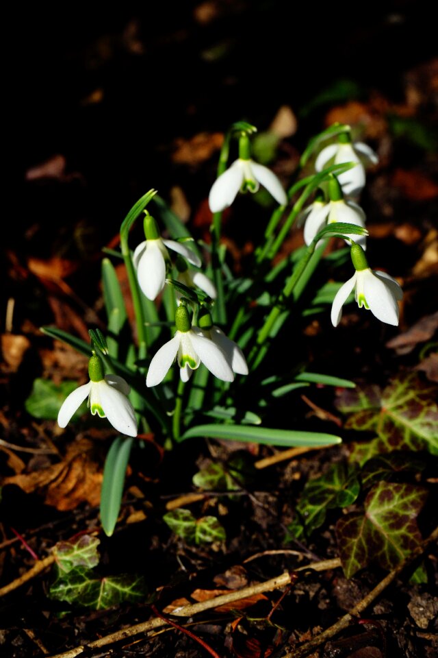 Galanthus amaryllis plant amaryllidaceae