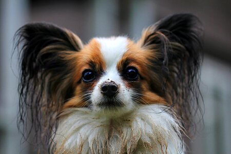 Papillon dog animal