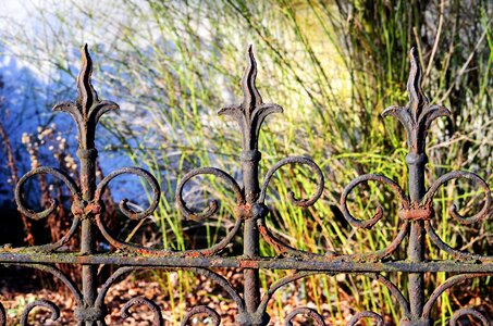 Iron rust moss photo