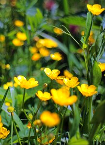 Yellow butter yellow flowers