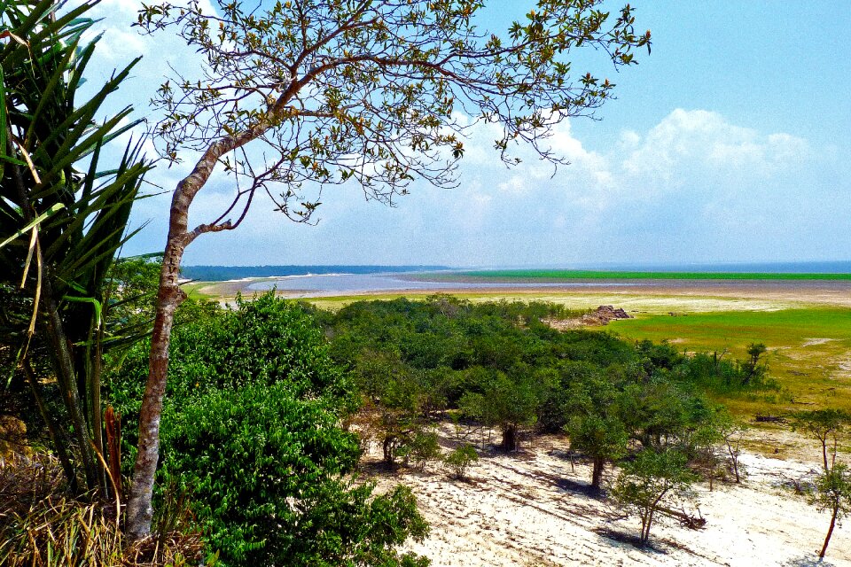 Flora tropical forest brazil