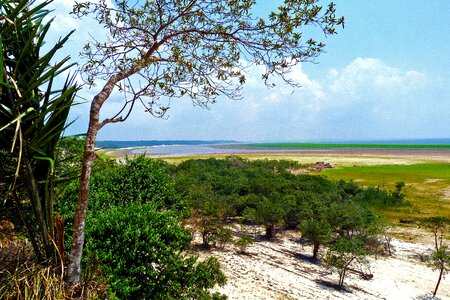 Flora tropical forest brazil photo