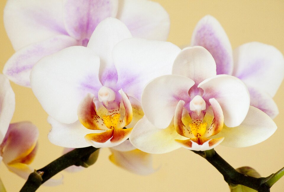 Orchid like orchidales white