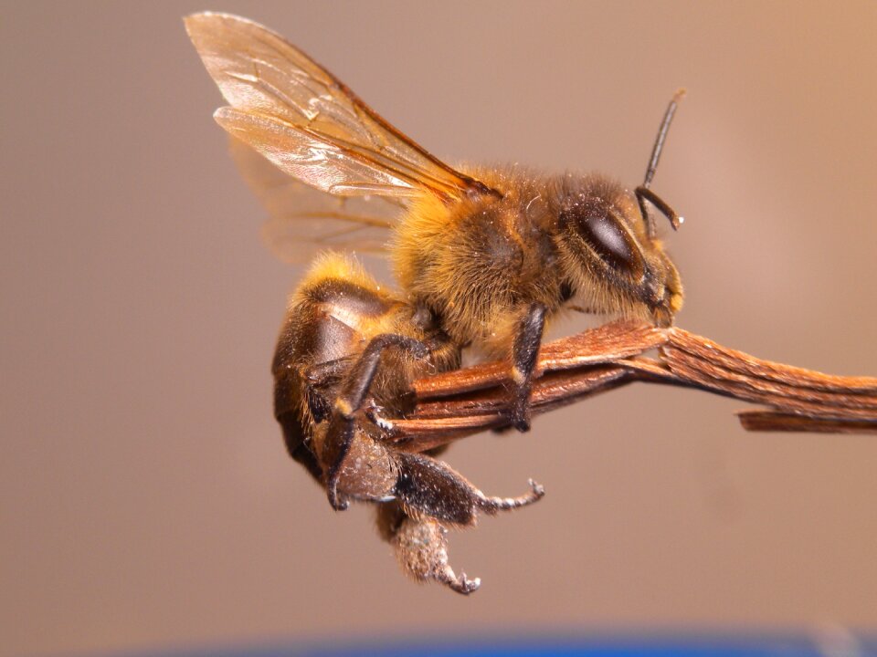 Bee insect flower photo