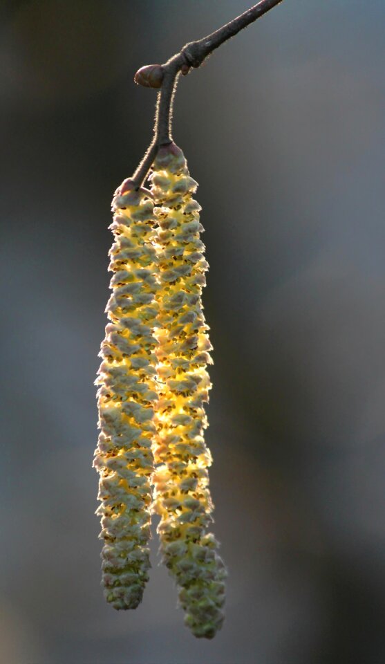Bright macro close up