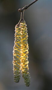 Bright macro close up