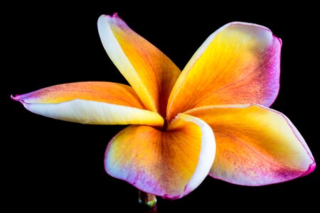 Frangipani plumeria white yellow purple photo