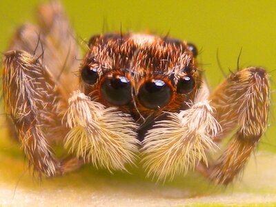 Spider insect Free photos