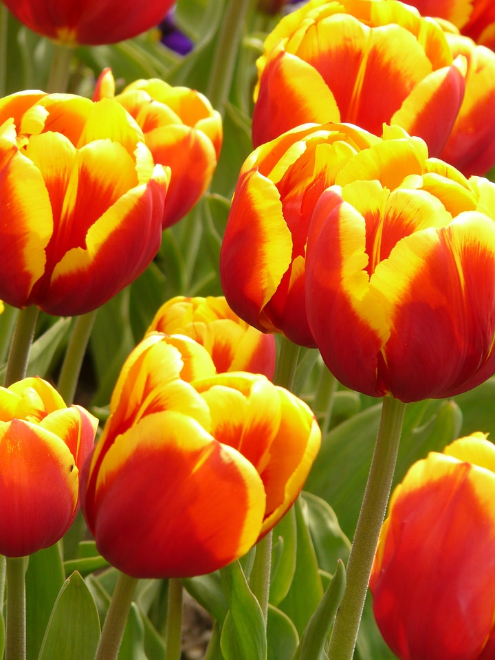 Flowers tulips colorful