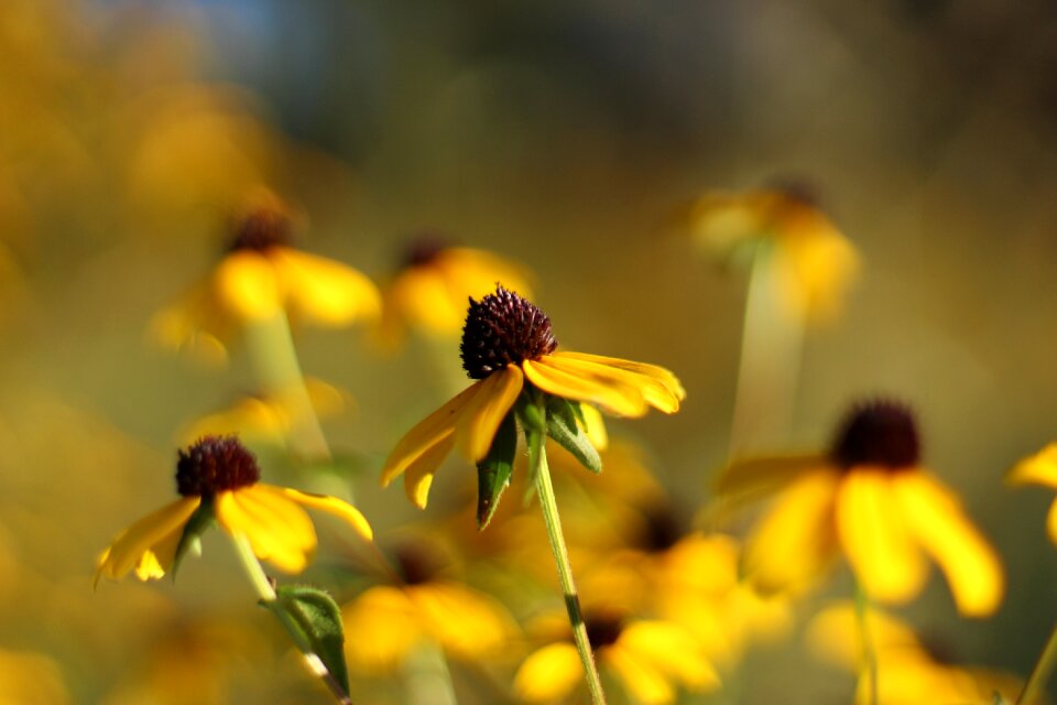 Floral plants natural