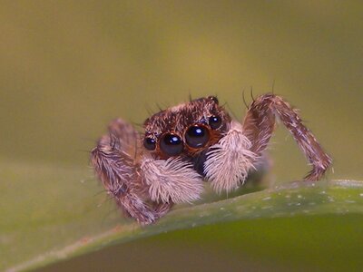Spider macro insects