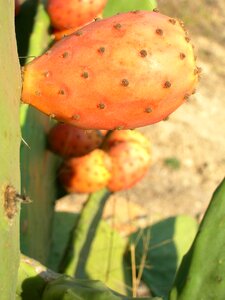 Prickly pears fruit culinary