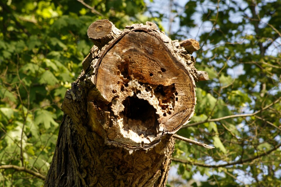 Nature spirit face tree face
