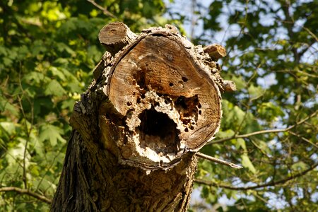 Nature spirit face tree face photo