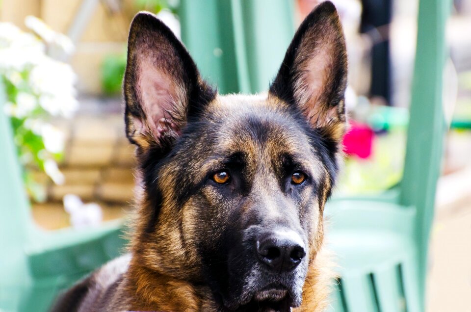 German alsatian close-up monitor