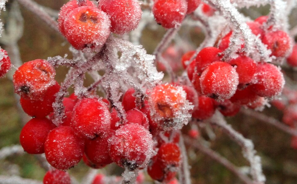 Cold crystal winter