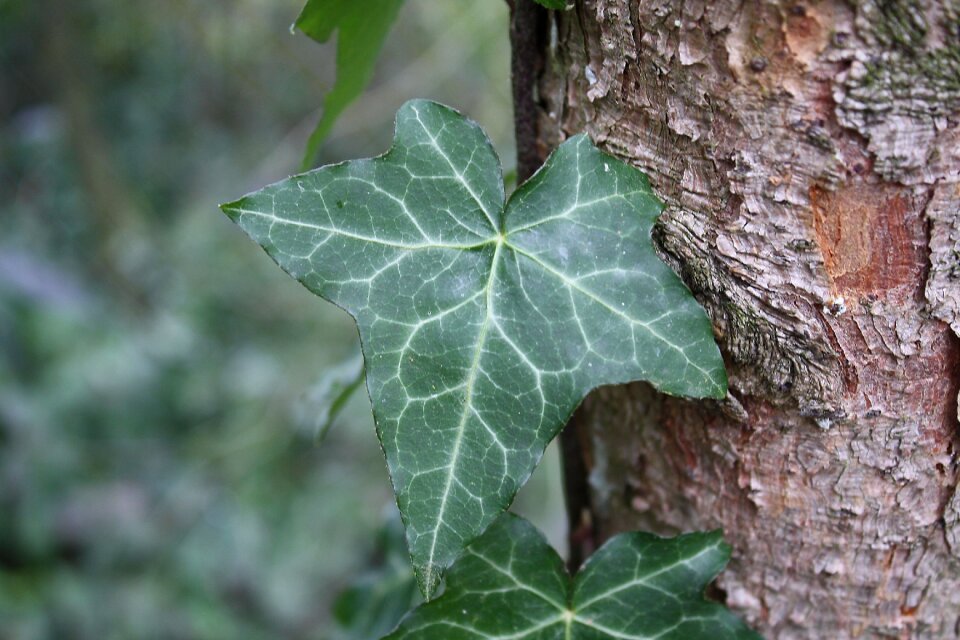 Tree close up bodnar
