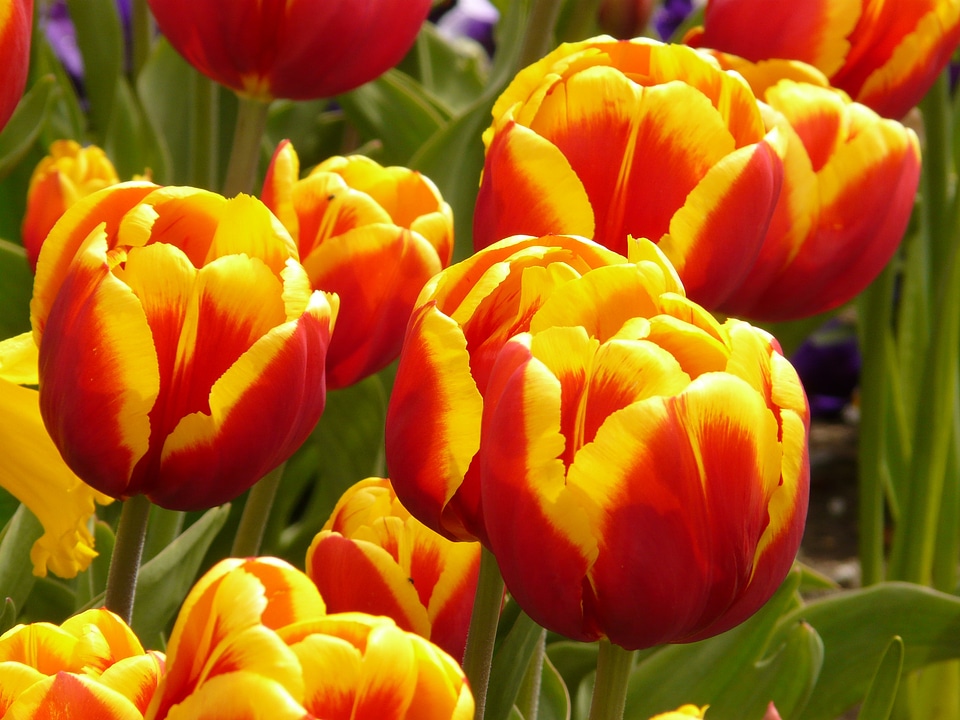 Flowers tulips colorful