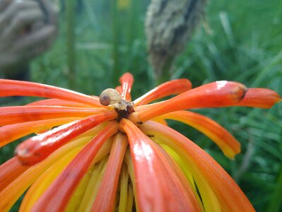 Orange fauna flora