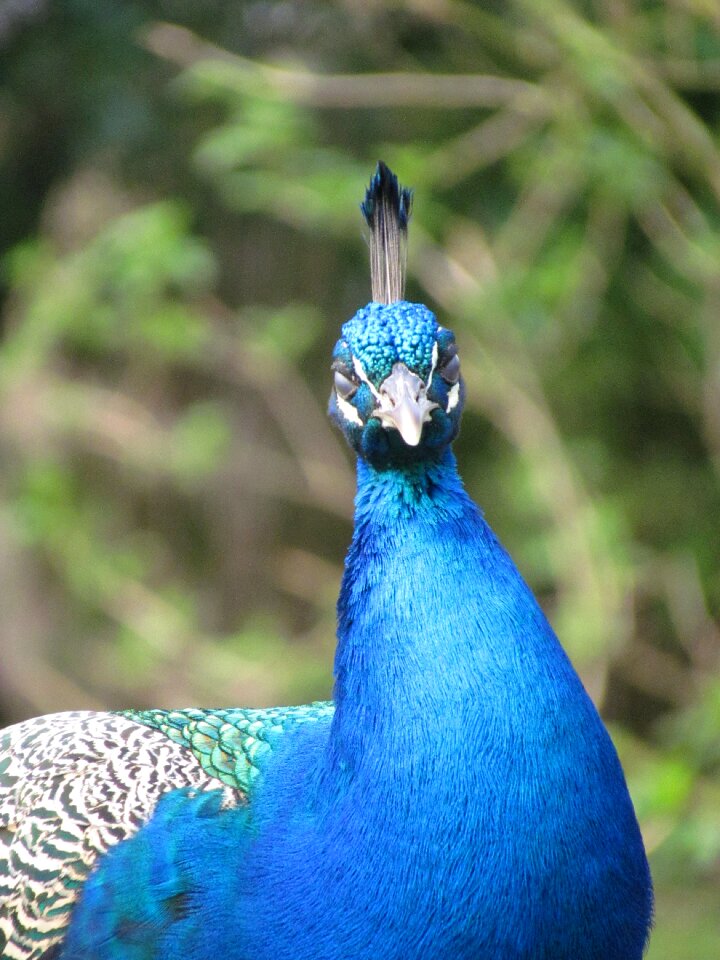 Plumage nature blue