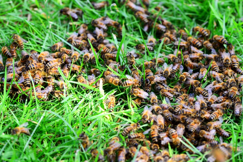 Lawn close-up many