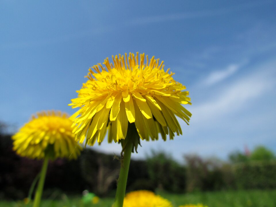 Yellow close up blossom photo