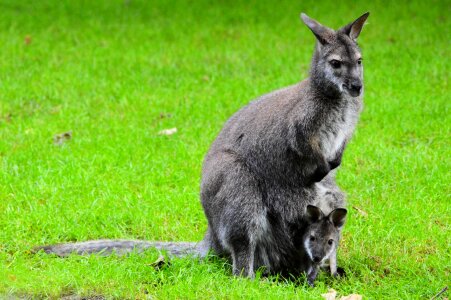 Animal nature artis