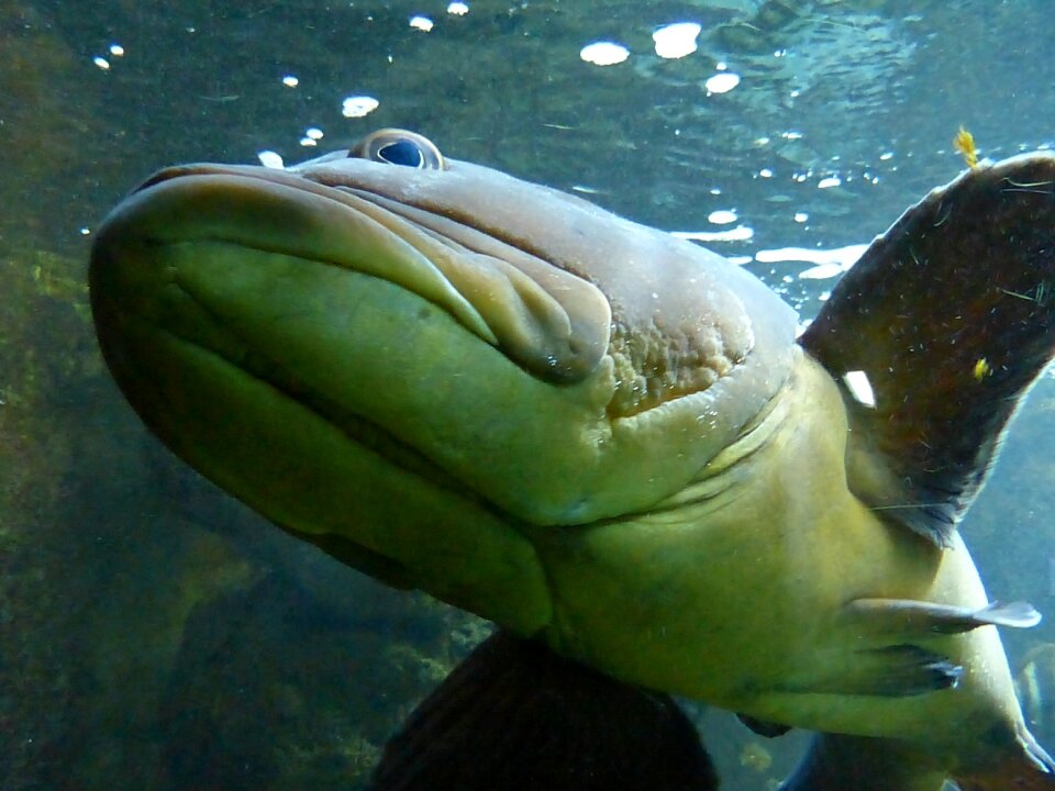 Water aquarium underwater