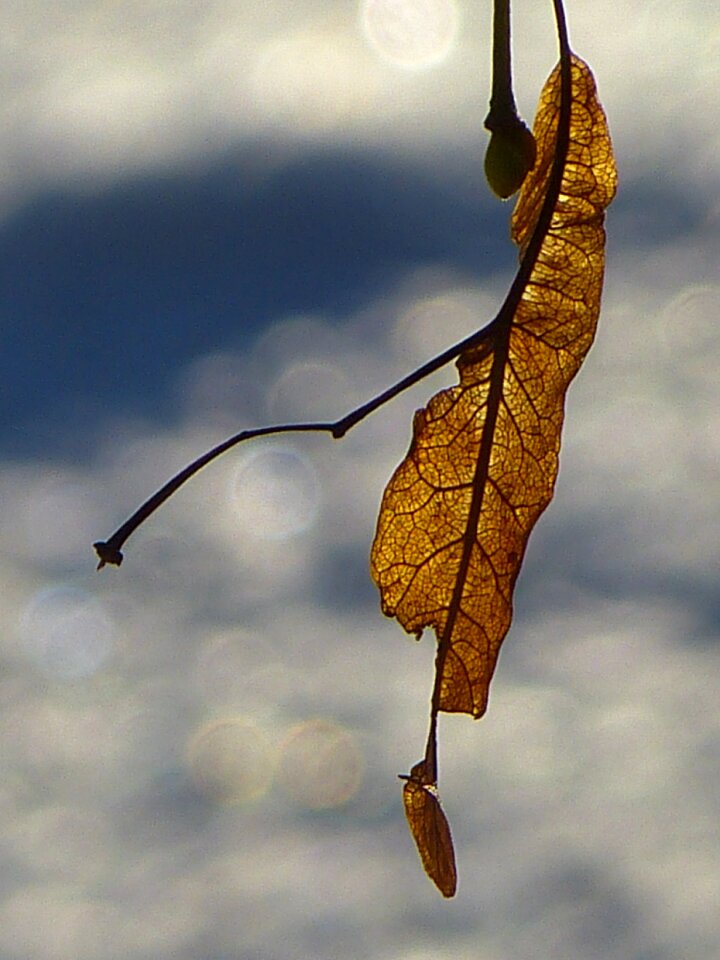 Leaf veins backlighting brown